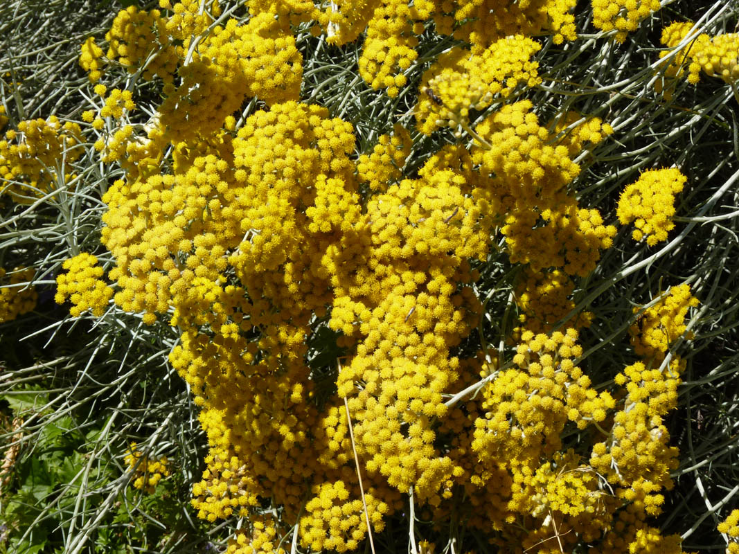 Helichrysum italicum photo